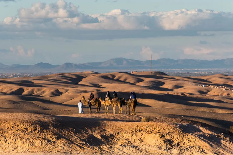 Camel ride at sunrise in the Agafay desert