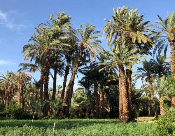 2 Days to Zagora from Marrakech (photo 3)